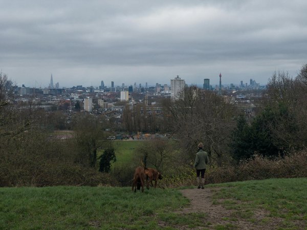 Le Sphinx dans les expositions félines