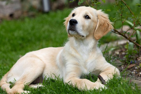 Le chat persan : une race à part entière